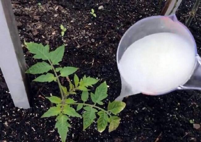 Se você está plantando tomates, não se esqueça de jogar o buraco é ...