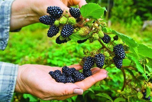 Como plantar e cuidar de um blackberry jardim
