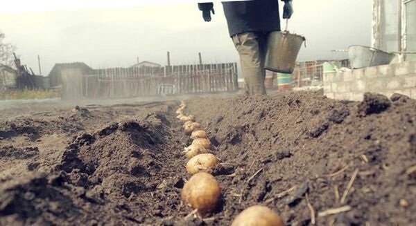 Forma incomum de batatas de plantio, com o qual você pode obter uma boa colheita