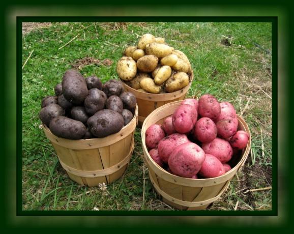 Como salvar as batatas frescas até a primavera em casa, sem caves (uma maneira simples e direta) 🥔🥔🥔
