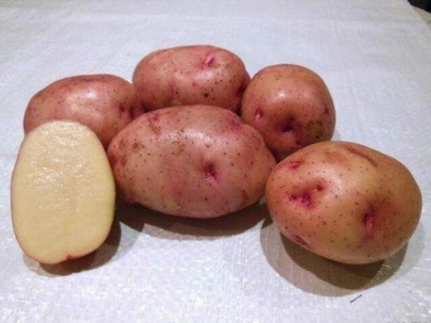 variedades de batata "Zhukovsky cedo"