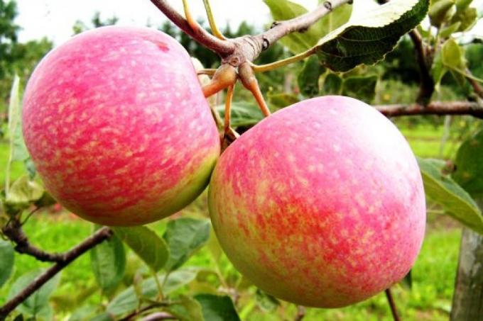 Prepare a maçã para a próxima temporada. Como aumentar a colheita do próximo ano em 1,5 vezes