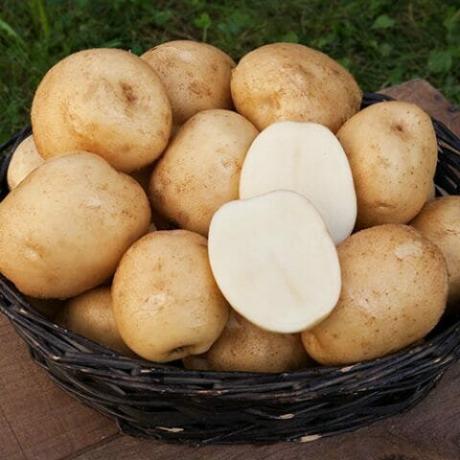variedades de batata, "Branca de Neve"