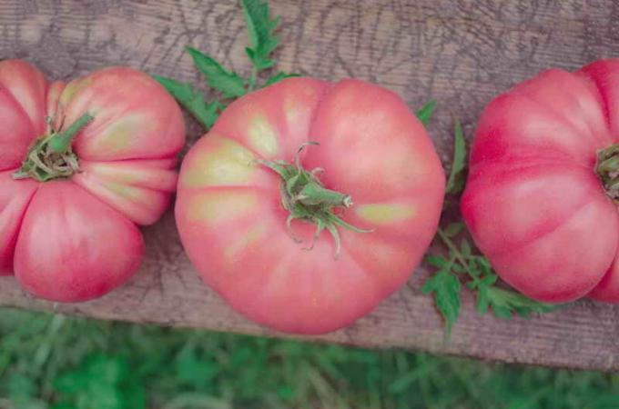 Que tomates-de-rosa tem um alto rendimento?