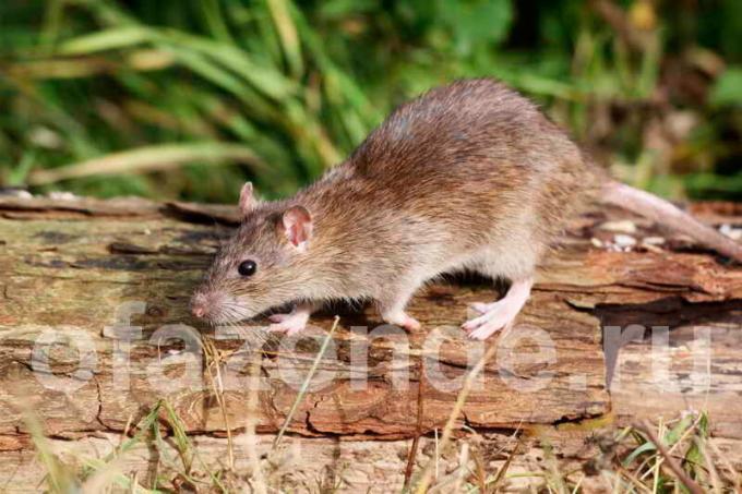 Se livrar de ratos no chão do jardim: método humano de baixo custo
