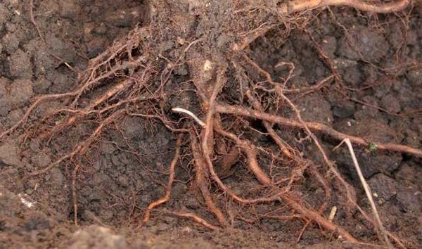 Como livrar-se da raiz no jardim não é árvores spilivaya