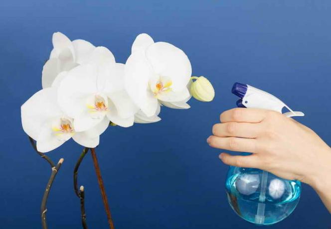 Molhar as orquídeas. Ilustração para um artigo é usado para uma licença padrão © ofazende.ru