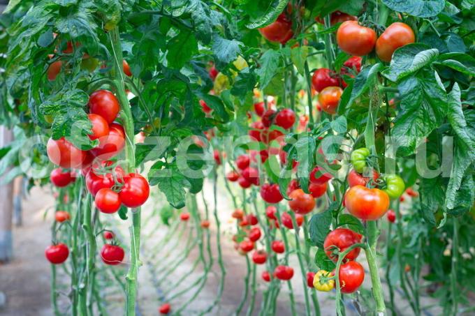 Crescer tomates. Ilustração para um artigo é usado para uma licença padrão © ofazende.ru