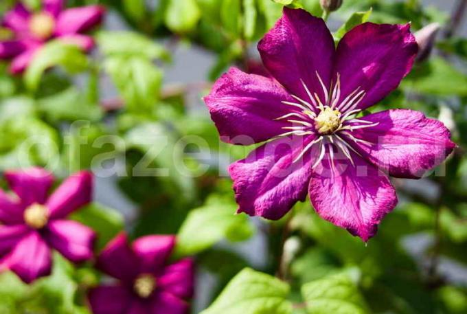 10 a maioria das perenes interessantes, floração durante todo o verão