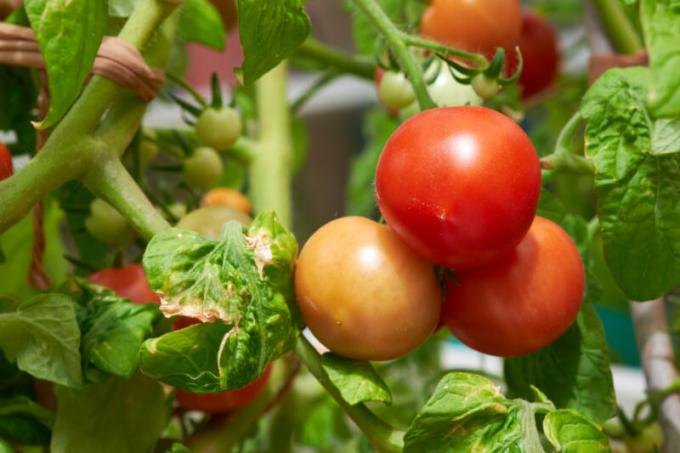 Manchas marrom-marrom nas folhas de tomate: o que é e como combater