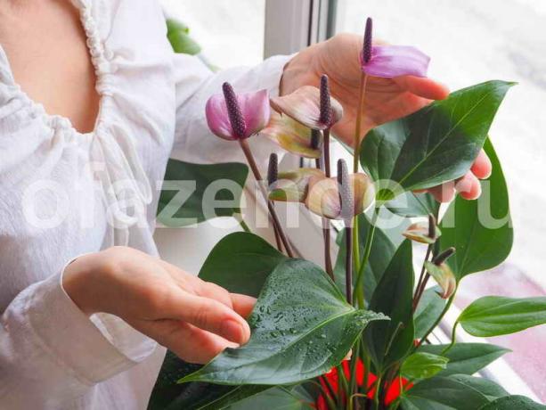 Crescer plantas de casa. Ilustração para um artigo é usado para uma licença padrão © ofazende.ru