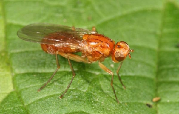 Livrar-se da mosca de cenoura sem problemas: a experiência pessoal
