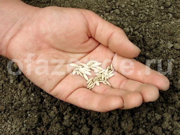 Semeando as sementes do pepino em julho. Ilustração para um artigo é usado para uma licença padrão © ofazende.ru