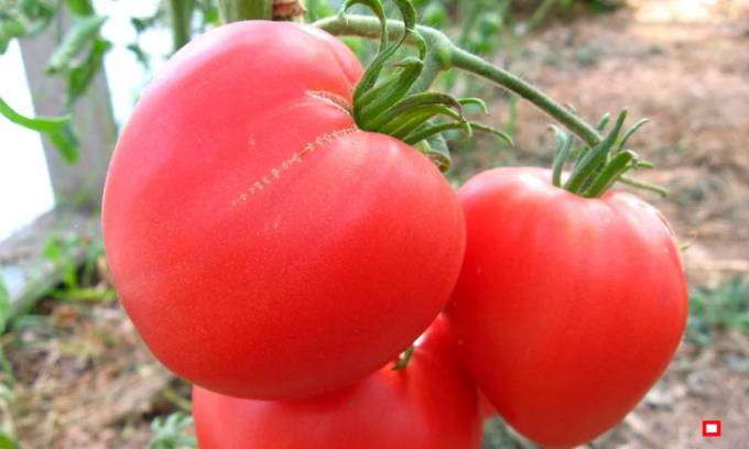 Visão Geral 4 variedades de mais legal e produzindo, no início de tomate alto para campo aberto e estufas