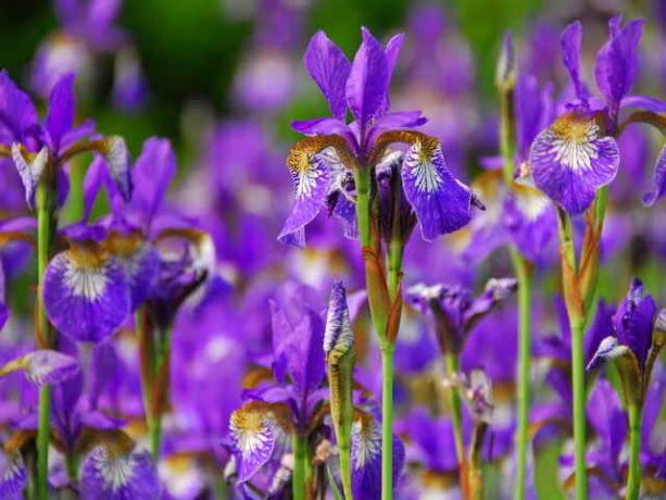 Blooming Iris © ofazende.ru