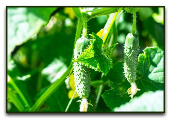 A maioria das variedades produtivas de pepino para crescer em uma estufa e de campo aberto no ano 2019-2020