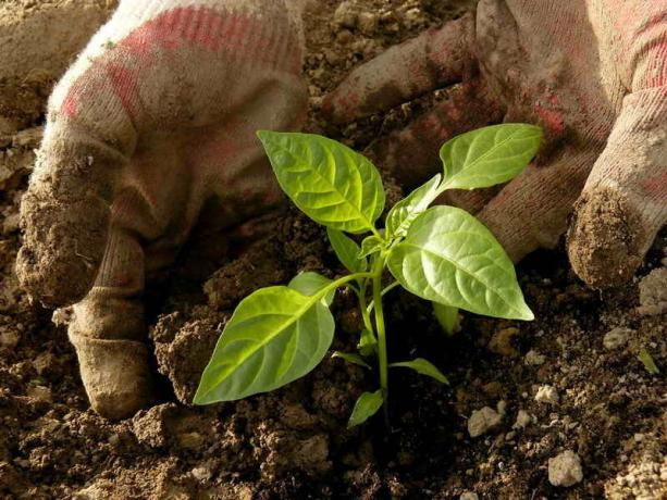 Características do cultivo de pimenta, que precisa de saber o jardineiro