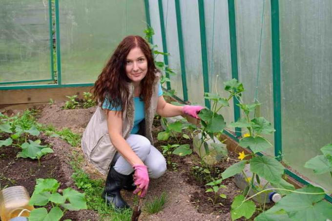 Plantando pepinos em um método de bielorrusso tia