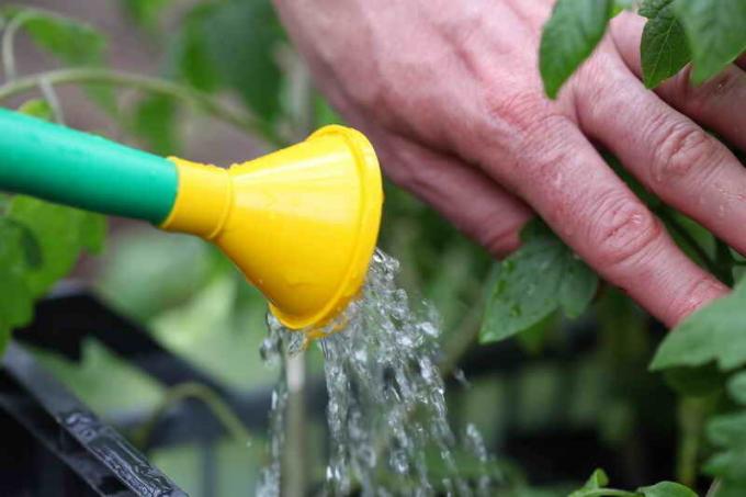 Erros no cultivo de tomates