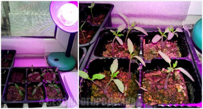 Como crescer tomates no peitoril da janela
