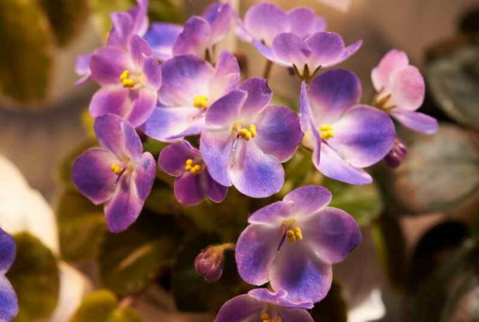 Blooming violetas. Ilustração para um artigo é usado para uma licença padrão © ofazende.ru