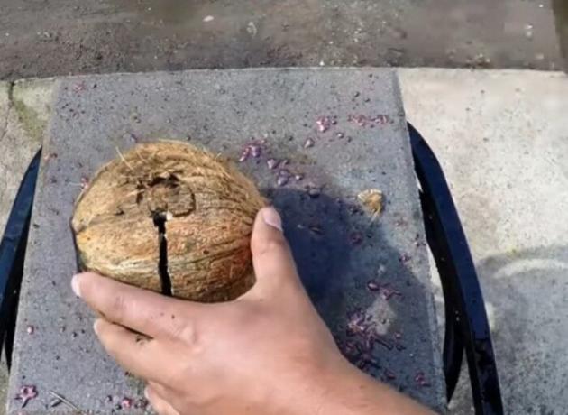 Coconut esmagar com um martelo para sair dela uma bola de metal.