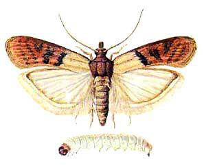 Uma praga perigosa é a mariposa do celeiro (moinho) e sua lagarta.