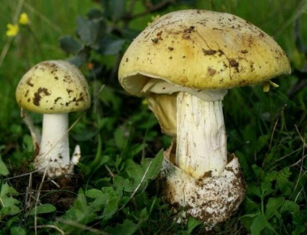 10 tipos de cogumelos venenosos que é melhor deixar na floresta