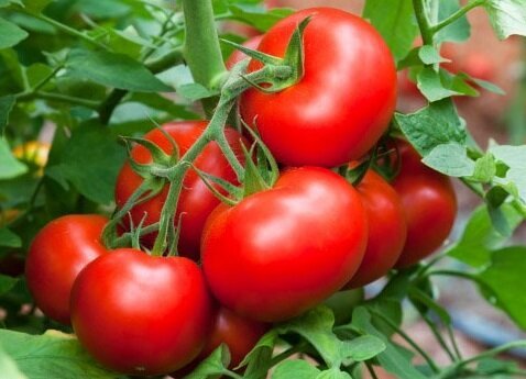 Formas eficazes para ajudar a crescer tomates doces
