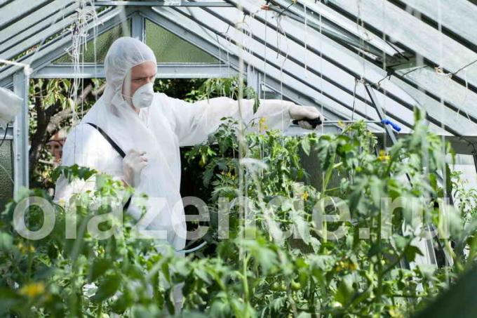 Adubação de tomates em uma estufa