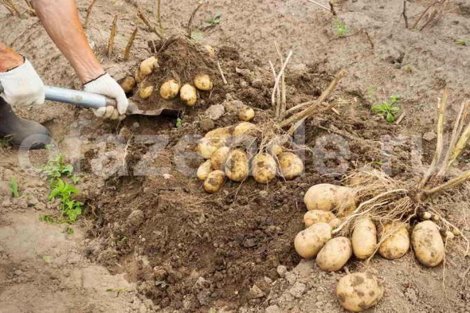 9 Dicas para o cultivo de batatas