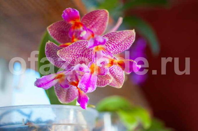 Crescer orquídeas. Ilustração para um artigo é usado para uma licença padrão © ofazende.ru