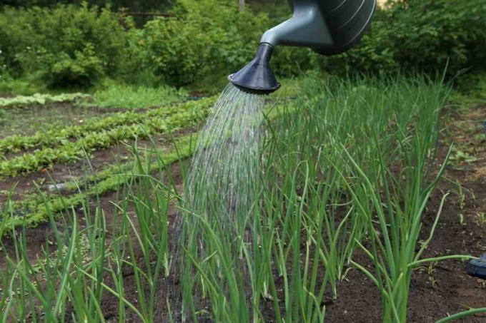 Saline contra pragas na cebola jardim