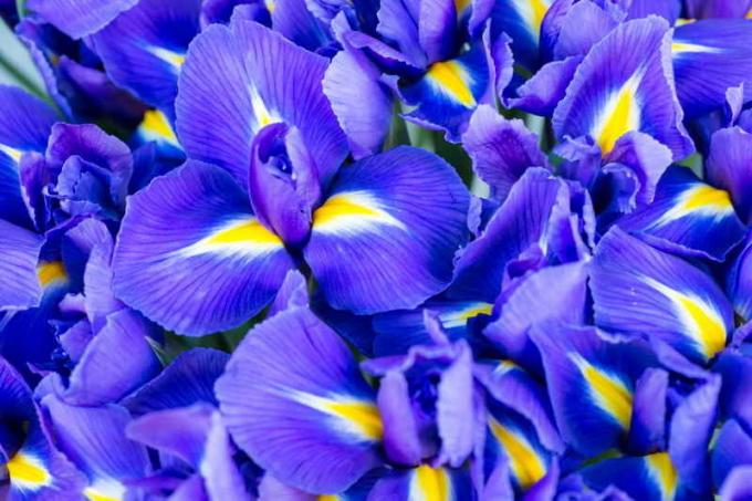 Blooming Iris. Ilustração para um artigo é usado para uma licença padrão © ofazende.ru