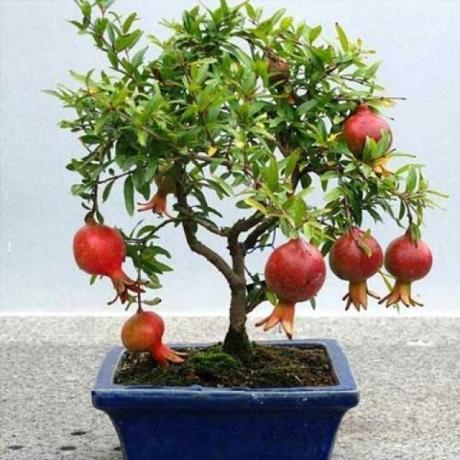 Romã é adequado para a técnica de bonsai crescente