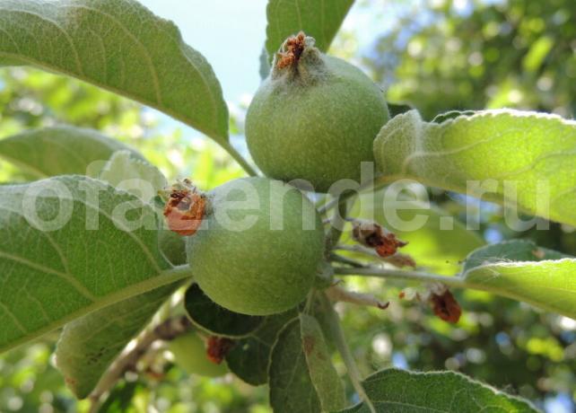 Crumble de Maçã - alimente da árvore