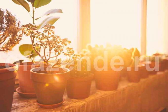 vasos de plantas para a varanda. Ilustração para um artigo é usado para uma licença padrão © ofazende.ru