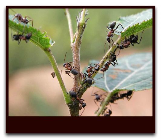Formigas protegem os pulgões