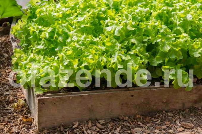 Como plantar uma salada nas sementes terreno aberto