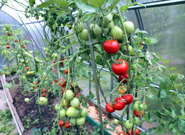 Como crescer tomates em estufas