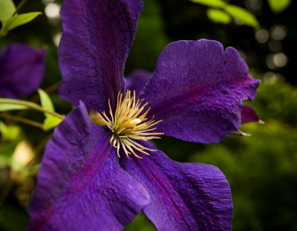 Como escolher as "chaves" para Clematis