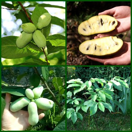 Pawpaw - "North banana"