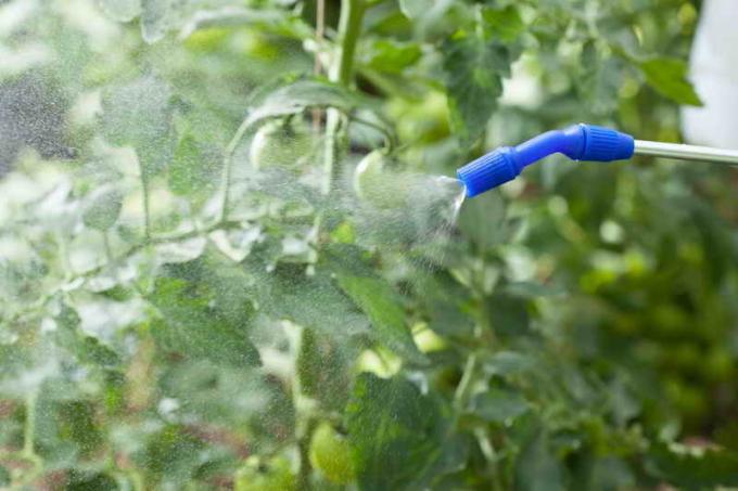 Como alimentar os tomates no campo aberto