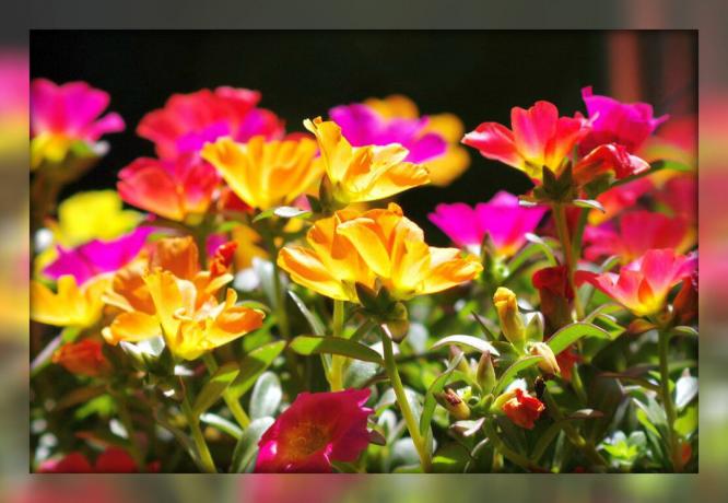 Beldroegas decorativo - uma magnífica floração tapete para suas camas do jardim e flores