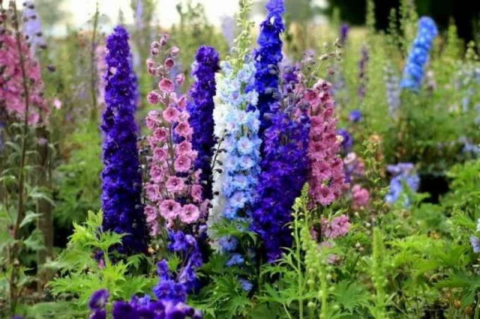 Crescer Delphiniums a partir de sementes em casa