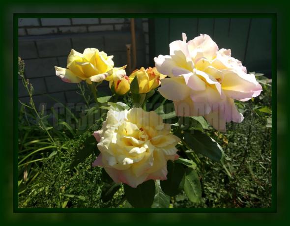 4 regras simples transplante rosas no outono, o que é necessário para observar, se você quer um arbusto de luxo