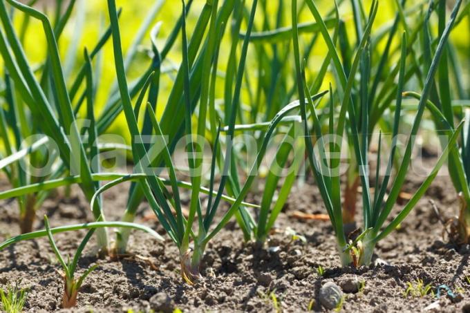 Como ajudar a virar novamente canetas cebola verde