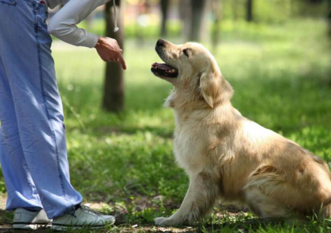 Cão para casas particulares: que raça escolher?