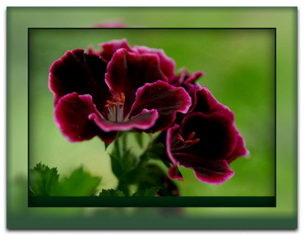 Receitas simples para geranium exuberante floração (Pelargonium) sem produtos químicos, e como ele vai expulsar todas as brigas de sua casa