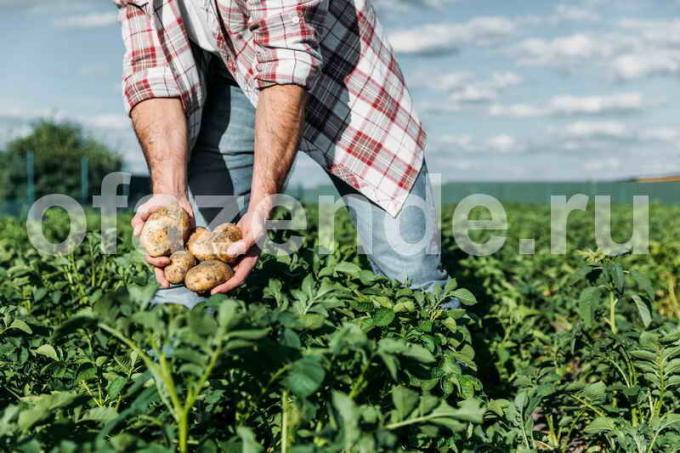 Cultivo batatas em palha